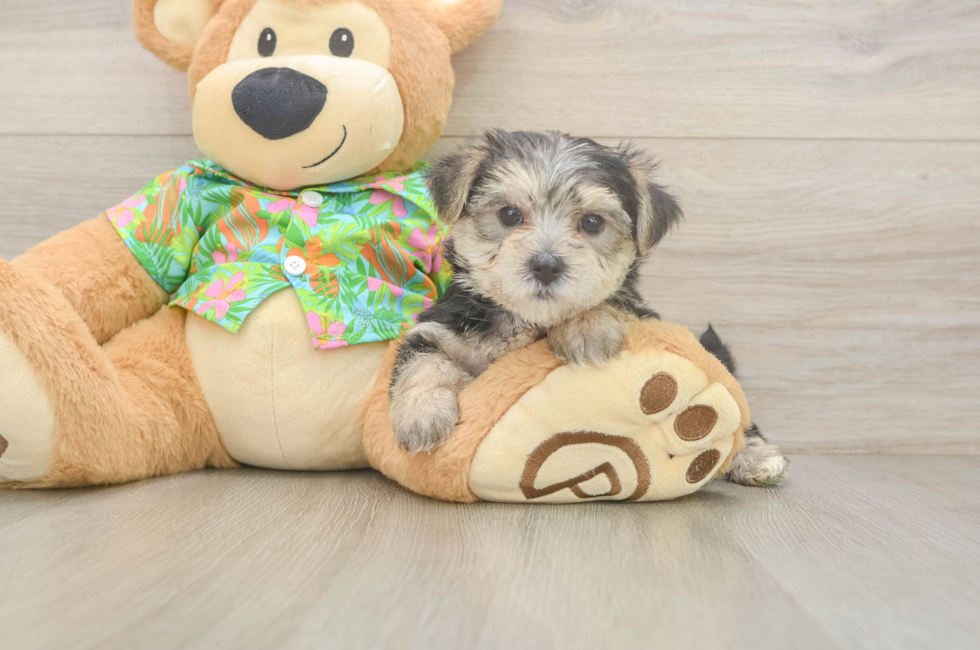 8 week old Morkie Puppy For Sale - Fairfield Furbabies