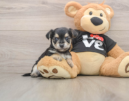 6 week old Morkie Puppy For Sale - Fairfield Furbabies