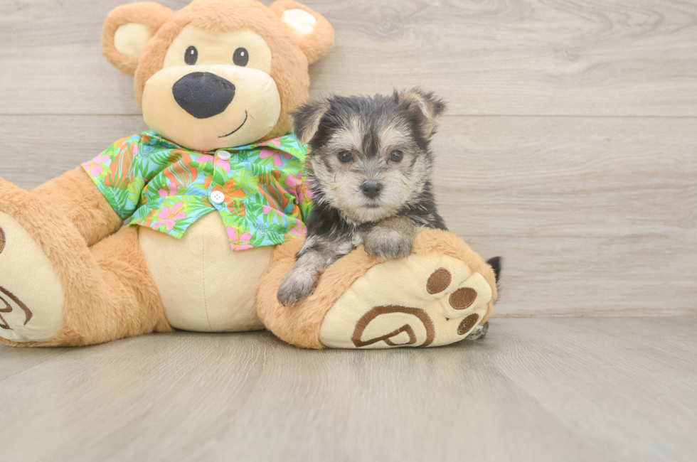 8 week old Morkie Puppy For Sale - Fairfield Furbabies
