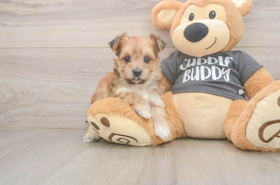 6 week old Morkie Puppy For Sale - Fairfield Furbabies
