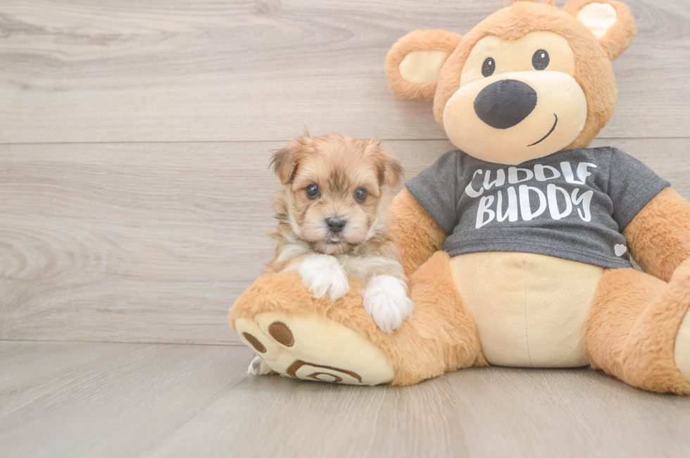 6 week old Morkie Puppy For Sale - Fairfield Furbabies