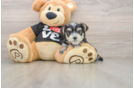 Smart Morkie Designer Pup