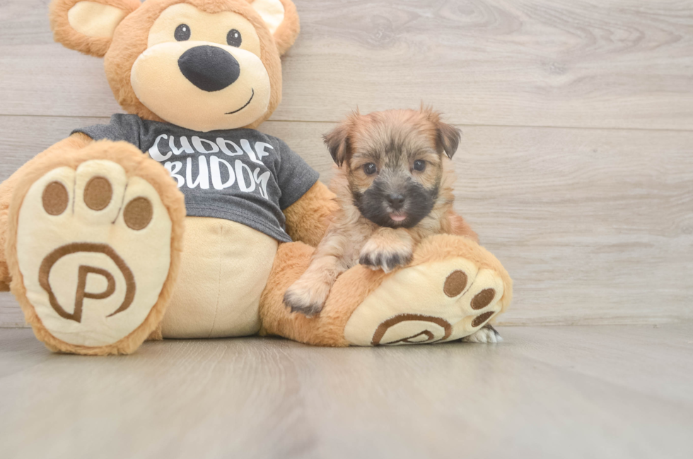 6 week old Morkie Puppy For Sale - Fairfield Furbabies