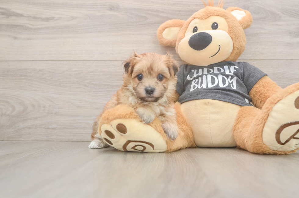 6 week old Morkie Puppy For Sale - Fairfield Furbabies