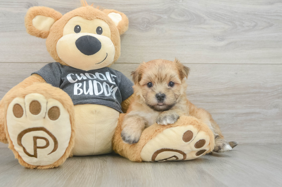 5 week old Morkie Puppy For Sale - Fairfield Furbabies