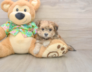 8 week old Morkie Puppy For Sale - Fairfield Furbabies