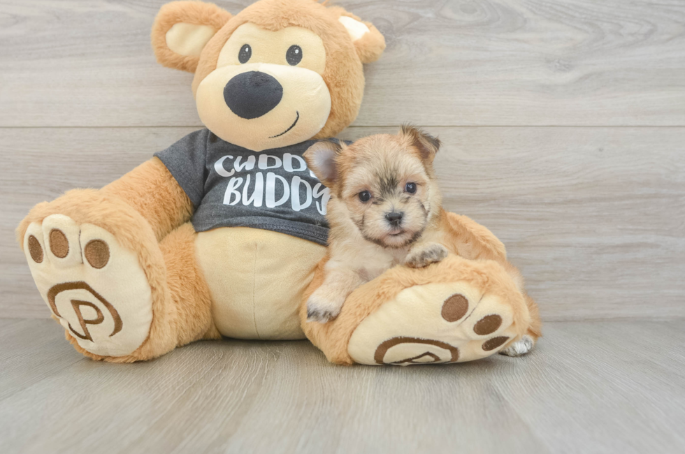 5 week old Morkie Puppy For Sale - Fairfield Furbabies