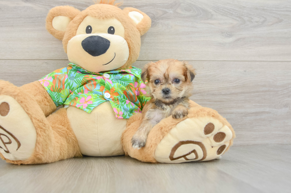 5 week old Morkie Puppy For Sale - Fairfield Furbabies