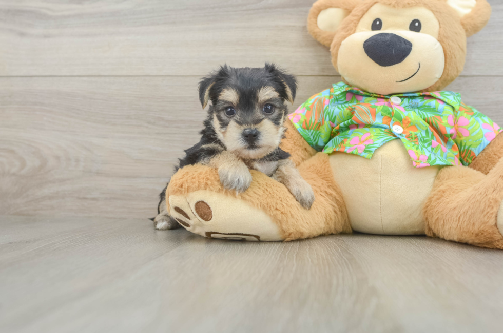 8 week old Morkie Puppy For Sale - Fairfield Furbabies