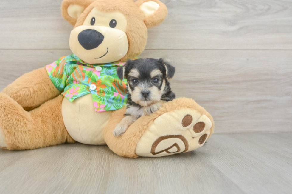 8 week old Morkie Puppy For Sale - Fairfield Furbabies