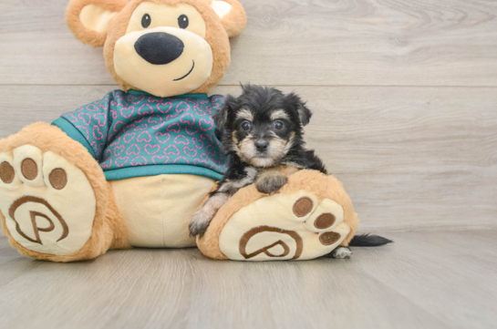 HARPER, a Morkie littermate