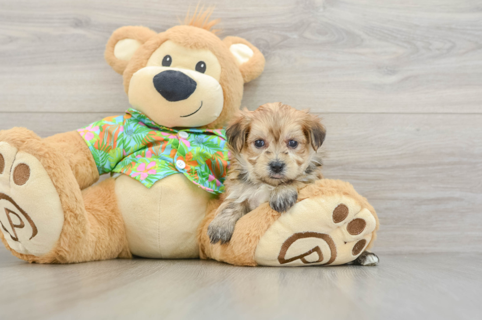 5 week old Morkie Puppy For Sale - Fairfield Furbabies