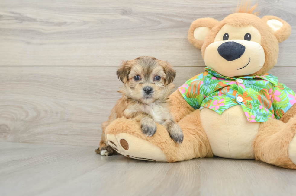 5 week old Morkie Puppy For Sale - Fairfield Furbabies