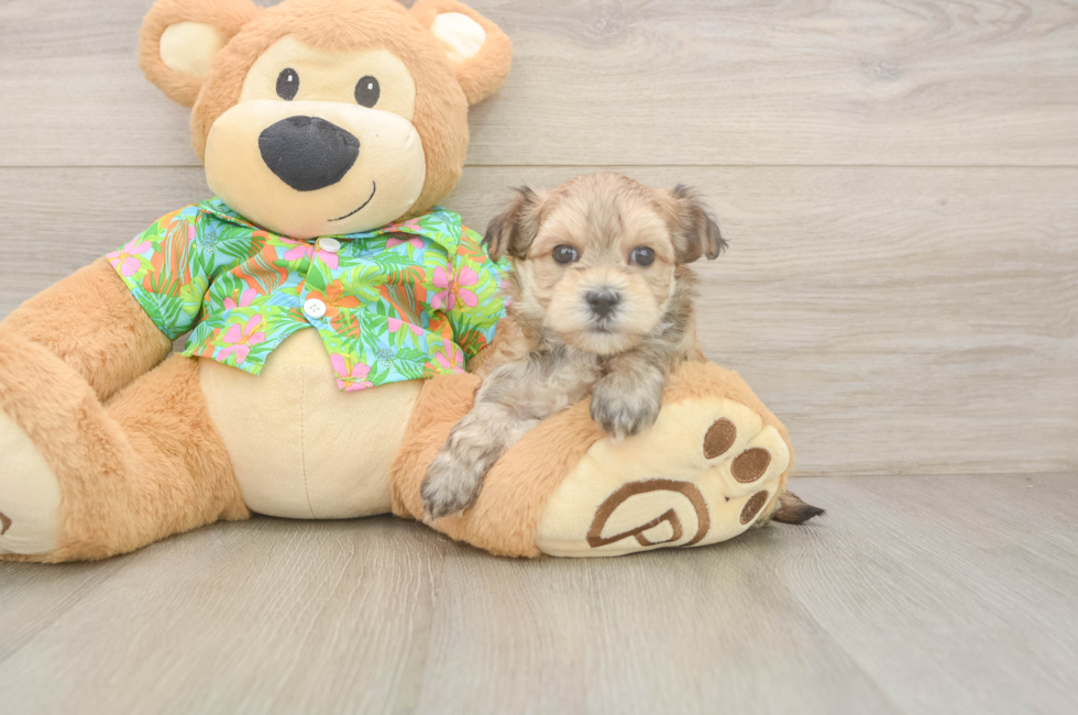 7 week old Morkie Puppy For Sale - Fairfield Furbabies