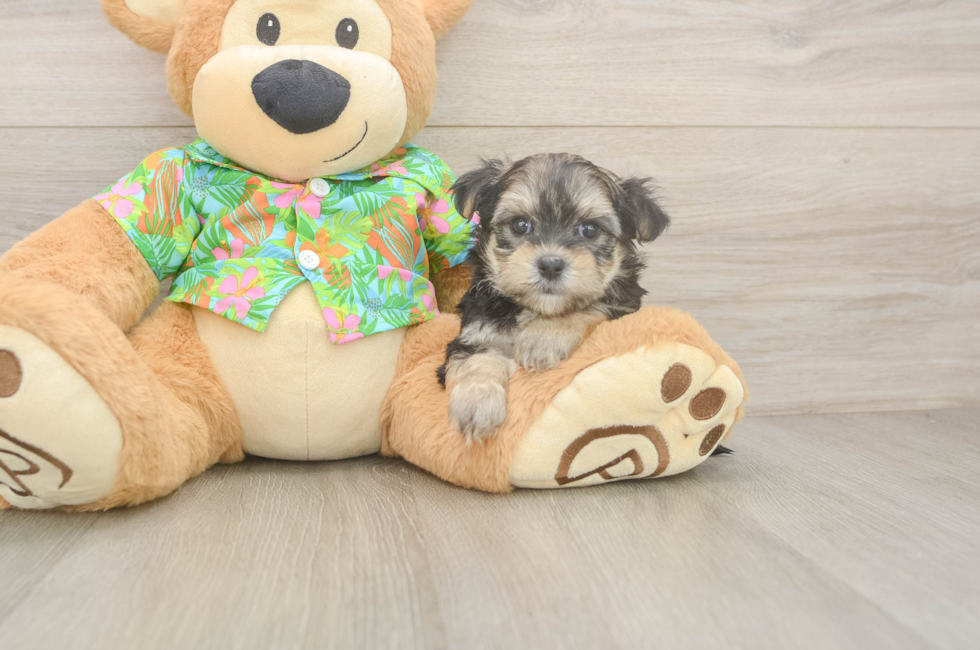 7 week old Morkie Puppy For Sale - Fairfield Furbabies