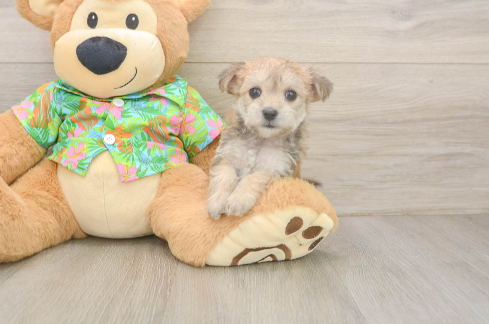 7 week old Morkie Puppy For Sale - Fairfield Furbabies