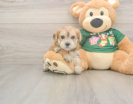 5 week old Morkie Puppy For Sale - Fairfield Furbabies