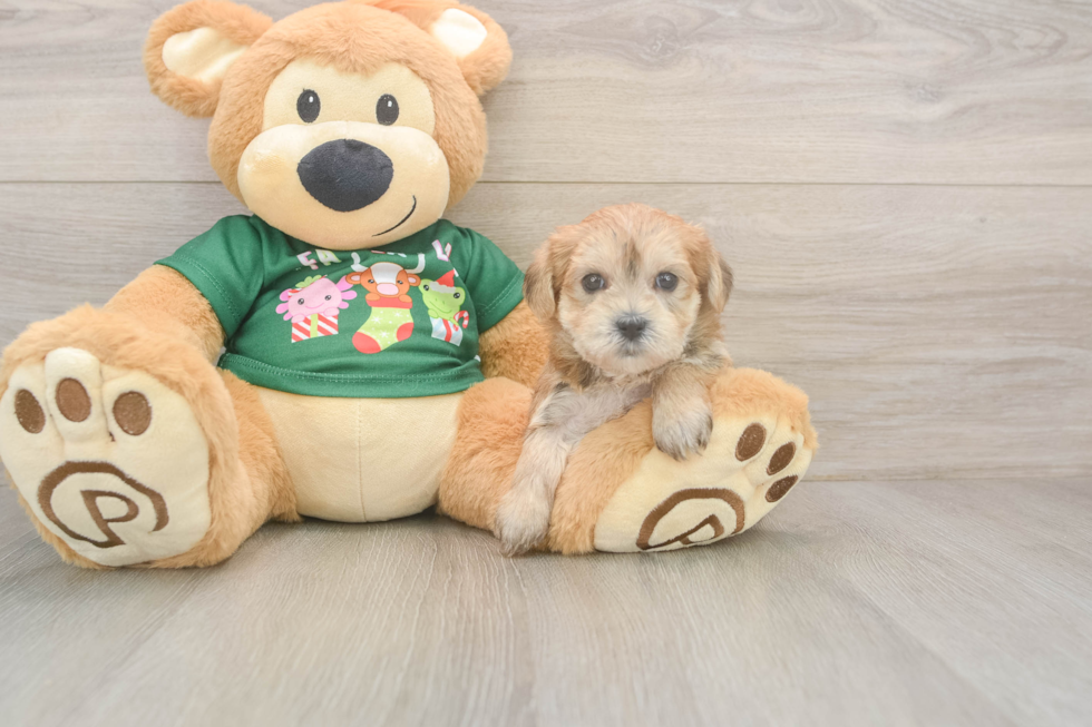 Morkie Puppy for Adoption