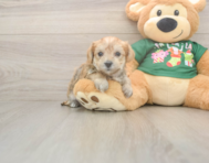 5 week old Morkie Puppy For Sale - Fairfield Furbabies