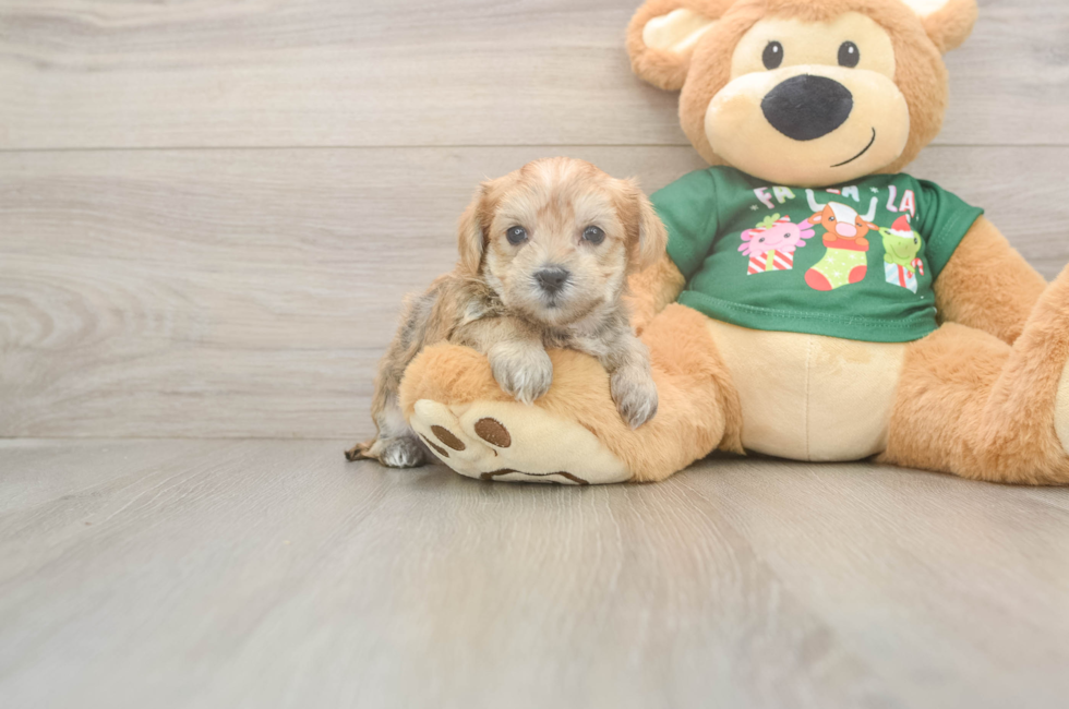 5 week old Morkie Puppy For Sale - Fairfield Furbabies