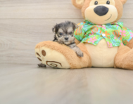 10 week old Morkie Puppy For Sale - Fairfield Furbabies