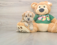 5 week old Morkie Puppy For Sale - Fairfield Furbabies