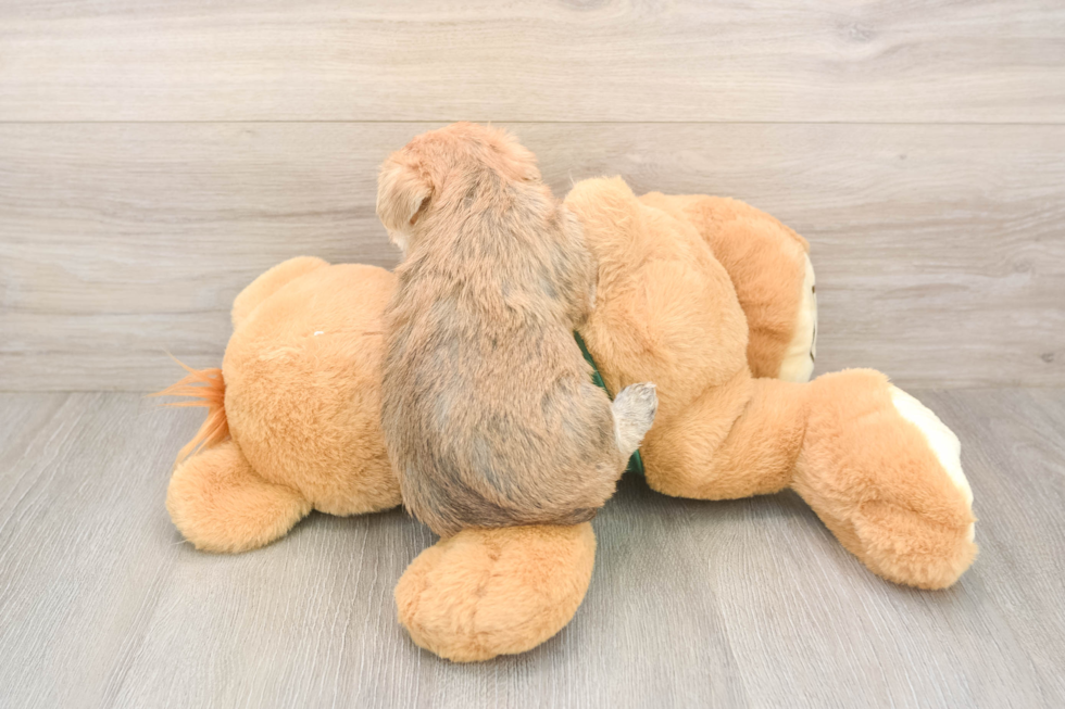 Adorable Maltese Yorkie Mix Designer Puppy