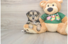 Fluffy Morkie Designer Pup