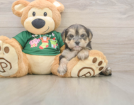 5 week old Morkie Puppy For Sale - Fairfield Furbabies