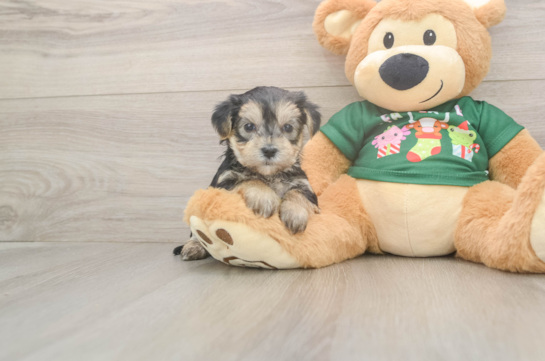 Fluffy Morkie Designer Pup