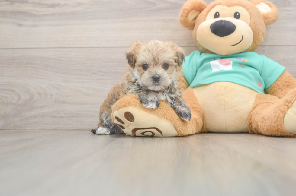 6 week old Morkie Puppy For Sale - Fairfield Furbabies