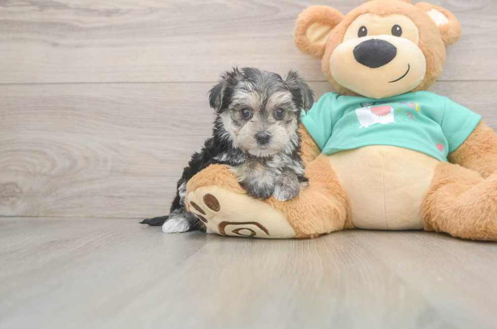 6 week old Morkie Puppy For Sale - Fairfield Furbabies