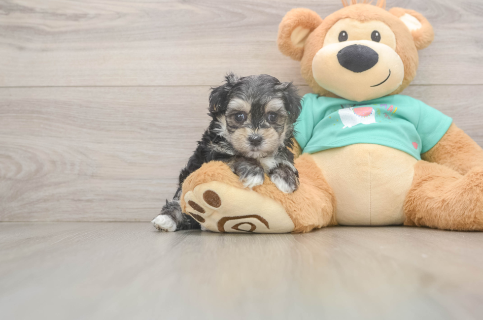 6 week old Morkie Puppy For Sale - Fairfield Furbabies