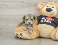 6 week old Morkie Puppy For Sale - Fairfield Furbabies