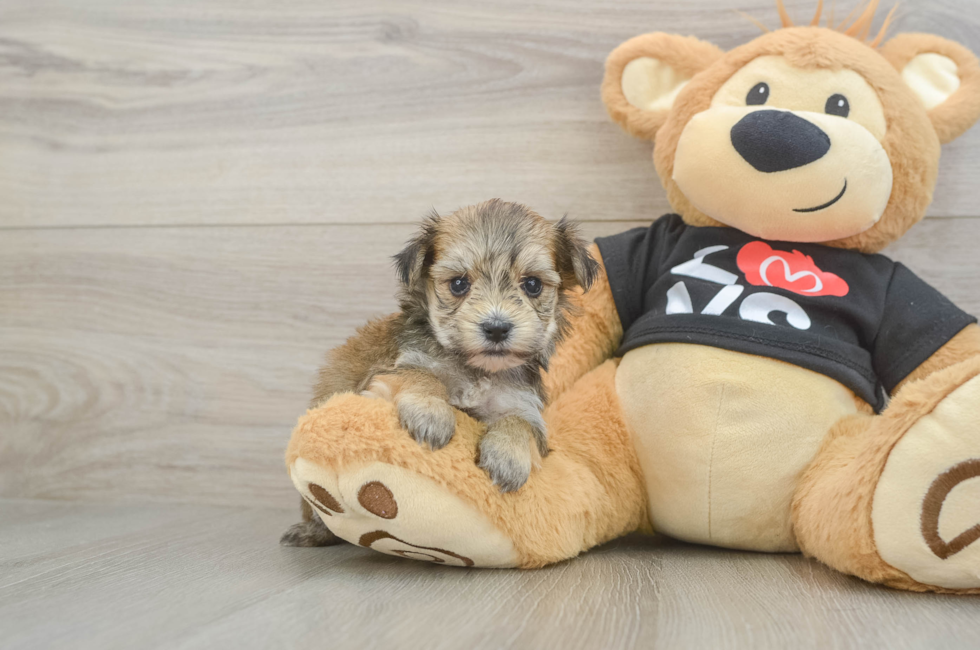 6 week old Morkie Puppy For Sale - Fairfield Furbabies