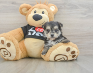 6 week old Morkie Puppy For Sale - Fairfield Furbabies