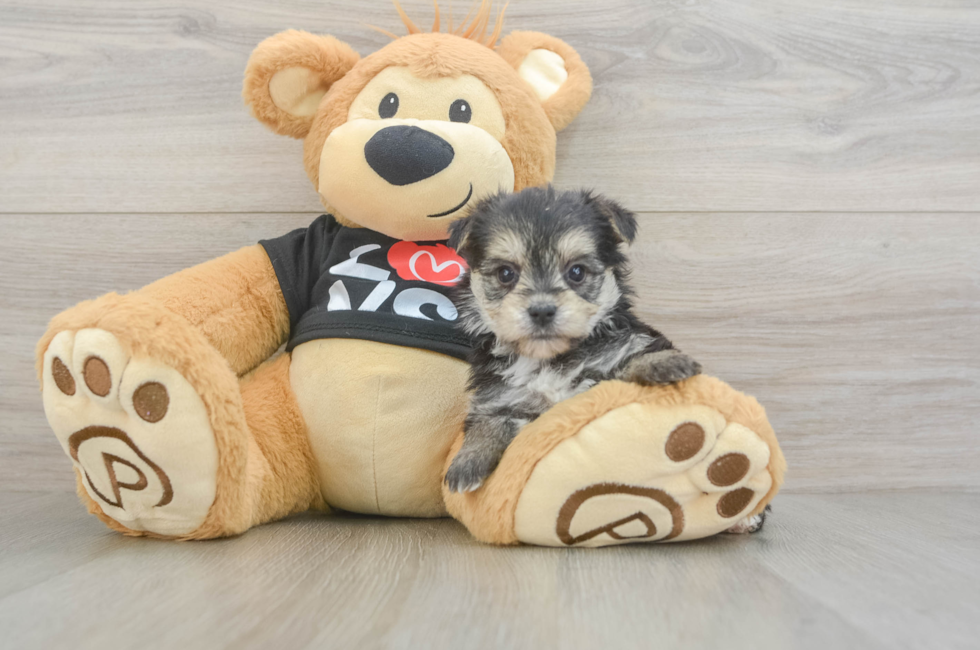6 week old Morkie Puppy For Sale - Fairfield Furbabies