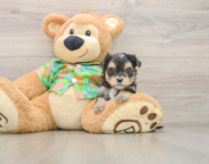 5 week old Morkie Puppy For Sale - Fairfield Furbabies