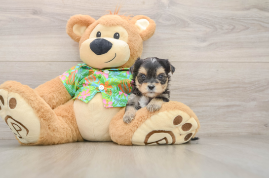 Little Yorkiemalt Designer Puppy