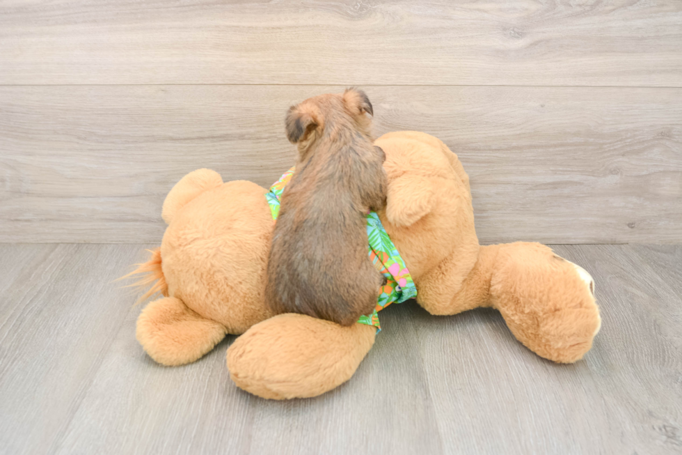 Fluffy Morkie Designer Pup