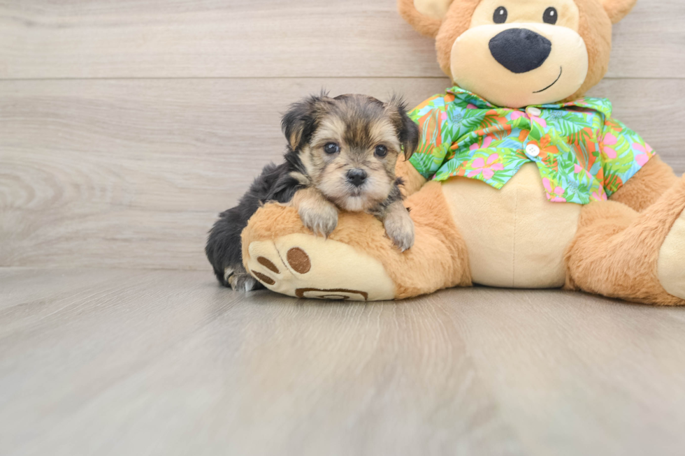 Hypoallergenic Yortese Designer Puppy