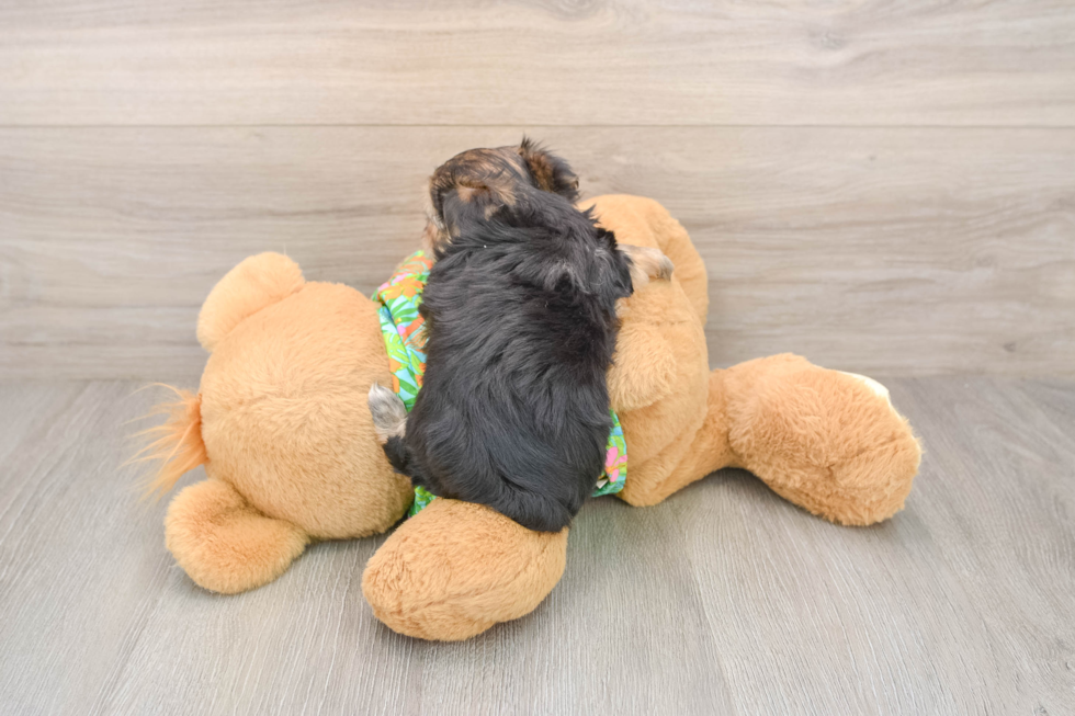 Morkie Pup Being Cute