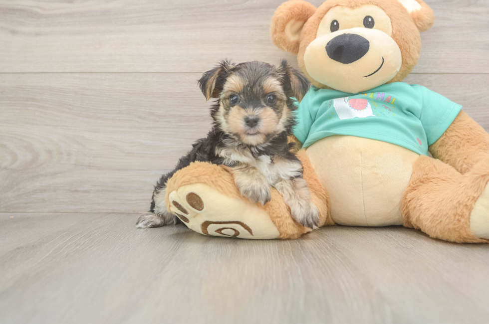 6 week old Morkie Puppy For Sale - Fairfield Furbabies