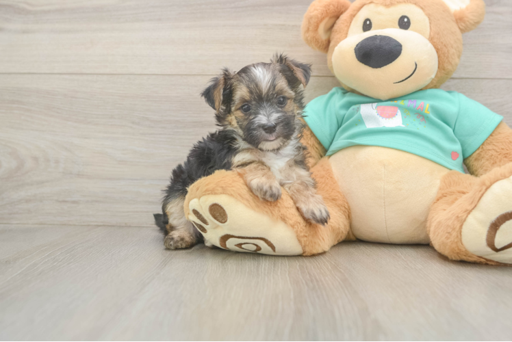 Sweet Morkie Baby