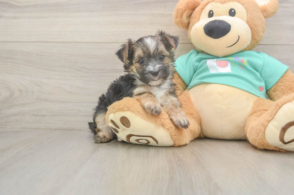 6 week old Morkie Puppy For Sale - Fairfield Furbabies