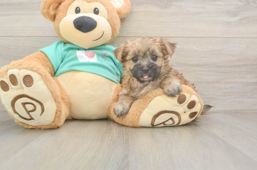 6 week old Morkie Puppy For Sale - Fairfield Furbabies