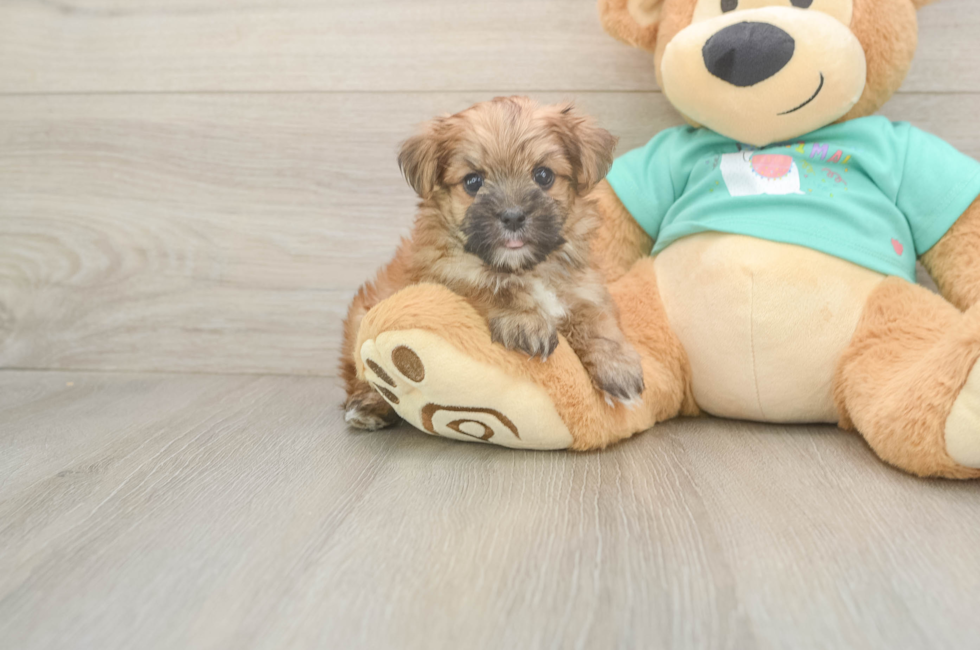 6 week old Morkie Puppy For Sale - Fairfield Furbabies