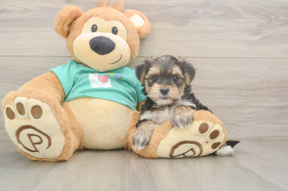 6 week old Morkie Puppy For Sale - Fairfield Furbabies