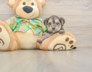 8 week old Morkie Puppy For Sale - Fairfield Furbabies