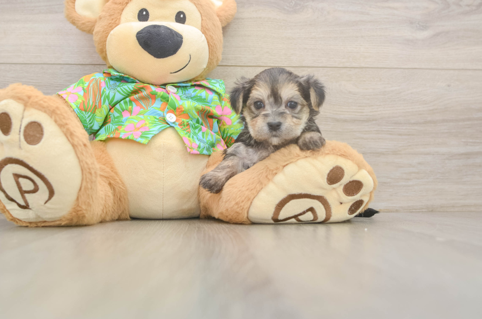 8 week old Morkie Puppy For Sale - Fairfield Furbabies